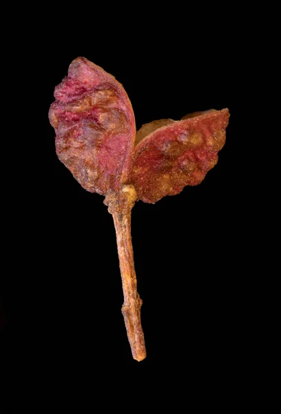 Super Macro Shot One Beautiful Dark Pink Berry Sichuan Pepper — Stock Photo, Image