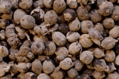 Peru 'dan gelen egzotik keşiş biberinin süper makro görüntüsü çok yakın. Böğürtlenli ideal yemek arkaplanı