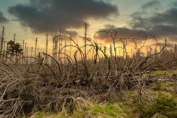 Árboles Secos Talados Bosque Coníferas Principios Primavera Día Soleado Cielo — Foto de Stock