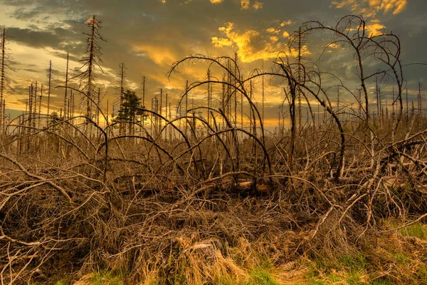 Árboles Secos Talados Bosque Coníferas Principios Primavera Día Soleado Cielo — Foto de Stock