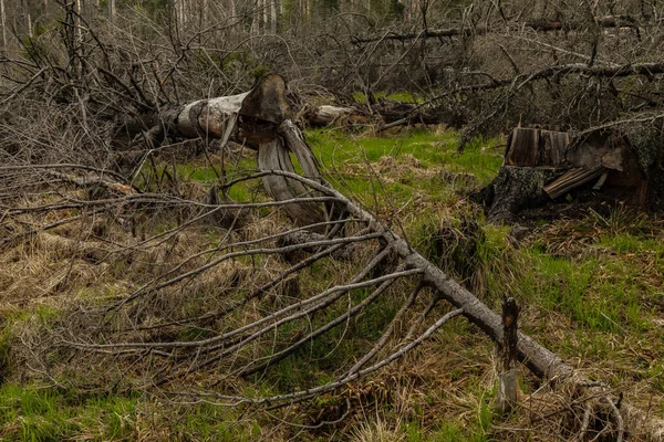 Szárított Kivágott Fák Egy Tűlevelű Erdőben Kora Tavasszal Egy Napos — Stock Fotó