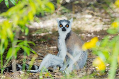 ring-tailed gray lemur in natural environment in private park Madagascar. Close-up cute primate. Funny cute smal animal clipart