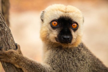 Turuncu gözlü şirin kahverengi lemur (Eulemur fulvus). Doğal yaşam alanındaki ağaç gövdesinde nesli tükenmekte olan bir hayvan, Yedek Kimony. Egzotik Madagaskar vahşi yaşam hayvanı.