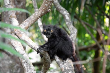 siyah lemur (Eulemur Coronatus), Madagaskar 'dan endemik hayvan. Palmarium Park Oteli. Seçici odak. Turuncu gözlü sevimli, canlı siyah hayvan.
