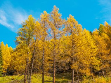 Parlak sonbahar manzarası, Avusturya Alpleri manzarası. Güneşli bir günde İtalya 'ya giden yol. Açık mavi gökyüzü, yamaçlar sonbahar ormanlarıyla kaplı.