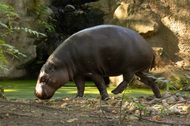 Pigme hipopotamus Choeropsis liberiensis 'i seçici bir odak noktasında yakın çekim yapın. Sevimli küçük su aygırı.