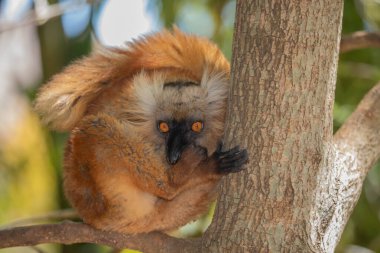 Mohren Maki doğal ortamında, Madagaskar ormanında. Küçük tatlı kırmızı tüylü bir hayvan ağaçta oturuyor.