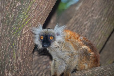 Mohren Maki doğal ortamında, Madagaskar ormanında. Küçük tatlı kırmızı tüylü bir hayvan ağaçta oturuyor.