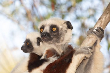 Nesli tükenmekte olan Coquerels Sifaka Lemur Propithecus coquereli. Madagaskar ormanlarında, doğal ortamında büyük şaşkın gözlerle küçük beyaz saçlı primat..