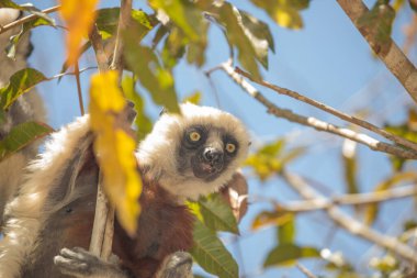 Nesli tükenmekte olan Coquerels Sifaka Lemur Propithecus coquereli. Madagaskar ormanlarında, doğal ortamında büyük şaşkın gözlerle küçük beyaz saçlı primat..