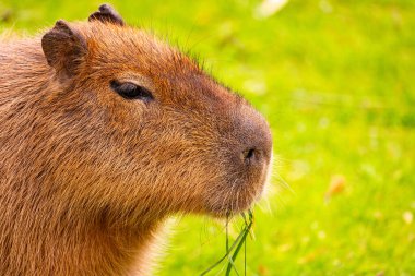 Kürk dokusuna ve sakin tavırlarına sahip, yemyeşil otlarla çevrili, barışçıl doğasını vurgulayan bir Capybara 'nın yakın çekimi.