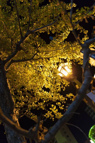 Uma Lâmpada Ginkgo Árvore Durante Noite — Fotografia de Stock