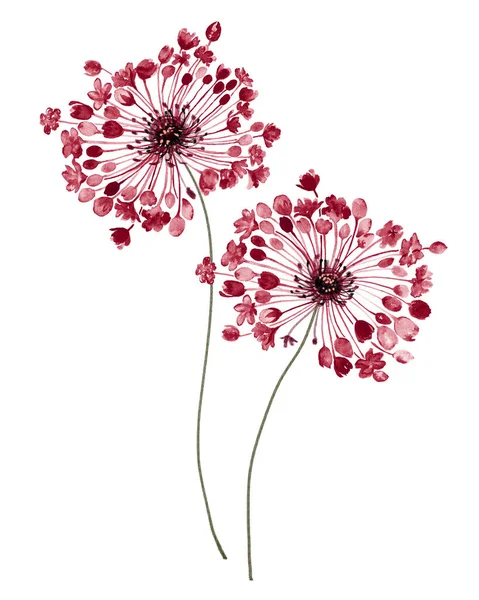 Suluboya Çiçek Seti Çizimi Çiçek Elementleri Beyaz Arka Planda Izole — Stok fotoğraf