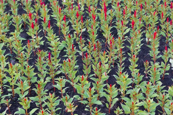 Una Gran Cantidad Flores Rojas Creciendo Filas —  Fotos de Stock