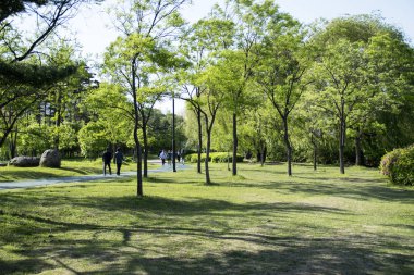  bir park ormanda yürümek