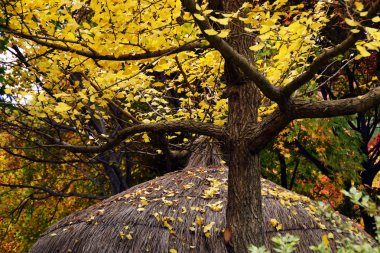 Sonbahar sarı düşen yapraklar