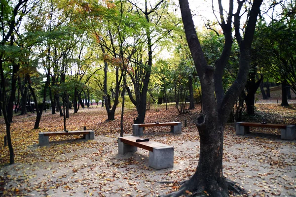 秋の公園の味 — ストック写真