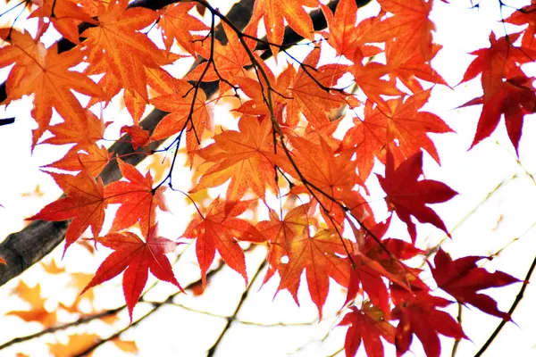 Die Schönen Roten Blätter Des Herbstes — Stockfoto