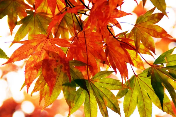 Die Schönen Roten Blätter Des Herbstes — Stockfoto
