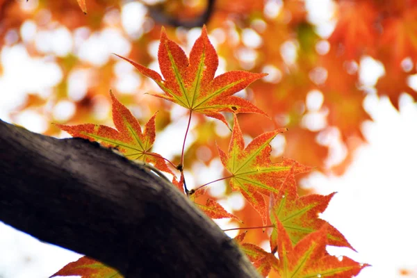 Die Schönen Roten Blätter Des Herbstes — Stockfoto