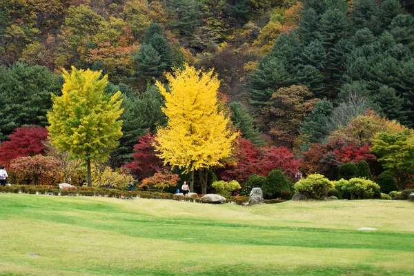 Otoño Amarillo Hojas Caídas —  Fotos de Stock