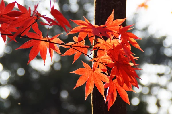 Die Schönen Roten Blätter Des Herbstes — Stockfoto
