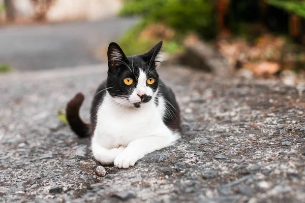 Siyah beyaz bir kedi. Sarı gözlü. Yerde, sokakta.