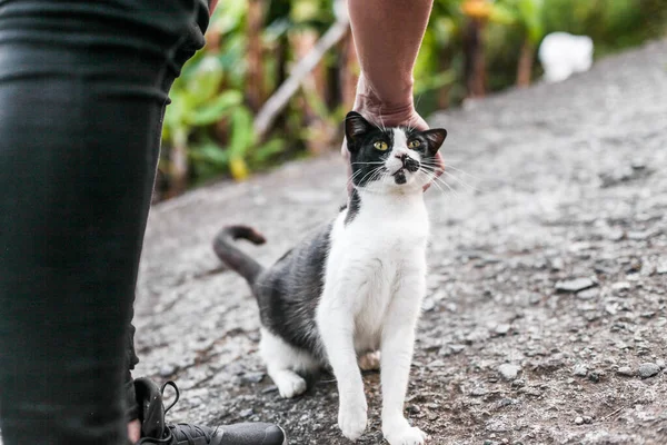 A man strokes back and white cat in a street, looks pleased and happy