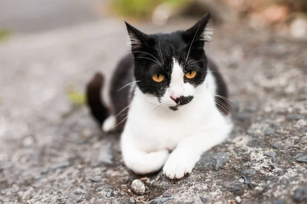 Siyah beyaz bir kedi. Sarı gözlü. Yerde, sokakta.