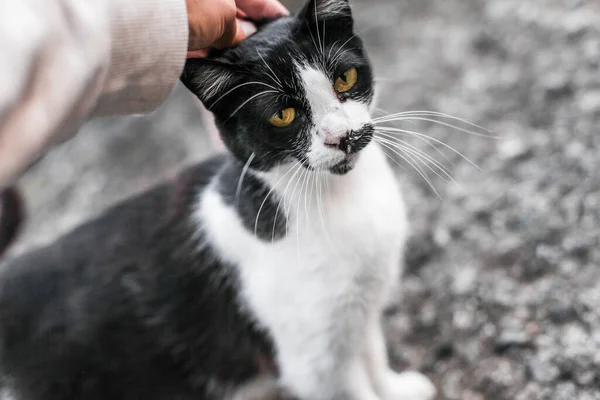 Bir adam geri tepiyor ve beyaz kedi sokakta, mutlu ve mutlu görünüyor.