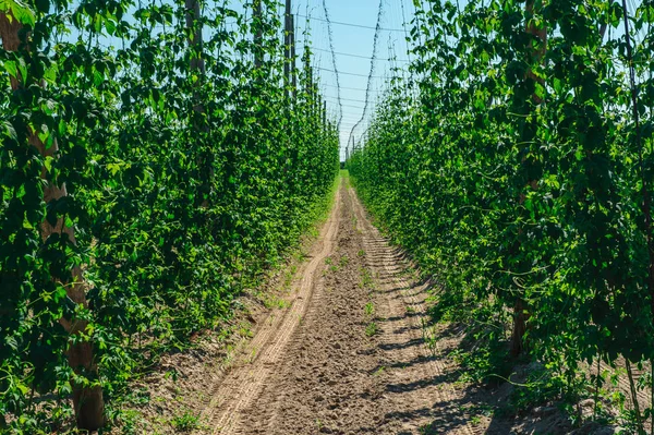 Hop Plantation Traces Tractor — Stock Photo, Image