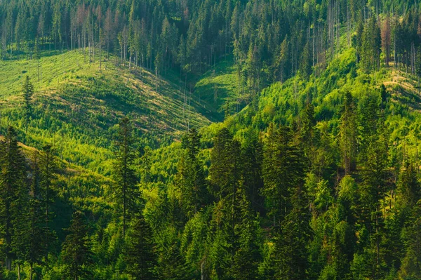 Vadiler ve Tatra Dağları tepelerinde