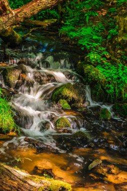 Vahşi bir dağ dere
