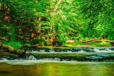 Bar ve ağaç gövdeleri Nehri üzerinde