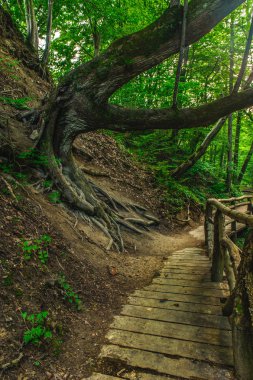 dalları bir yol üzerinde bükme ile eski ağaç