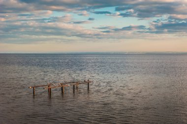 ahşap bir iskele üzerinde uyku martılar