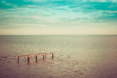 ahşap bir iskele üzerinde uyku martılar