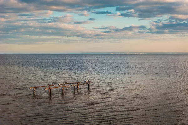 ahşap bir iskele üzerinde uyku martılar
