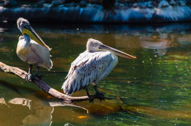 Pelikan hayvanat bahçesinden