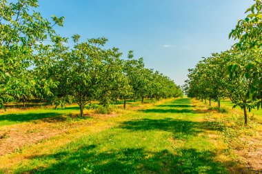 plantasyon içinde büyüyen ceviz ağaçları