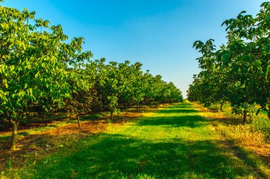 plantasyon içinde büyüyen ceviz ağaçları