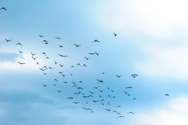 Flock of doves flying on the background of the sky