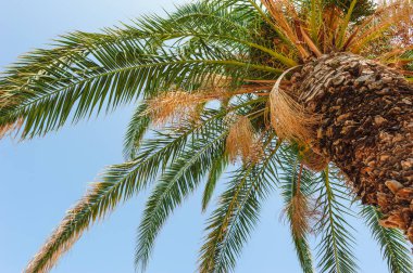 Aşağıdan görülen bir palmiye ağacının görünümü