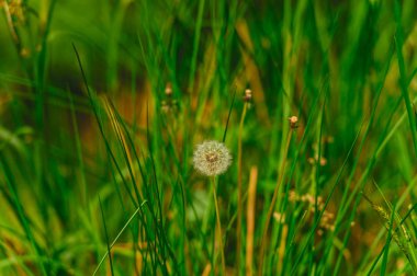 yeşil otlar arasında bir çayırda büyüyen karahindiba