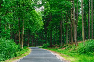 Uzun ağaçların arasında ormanın içinden geçen bir yol