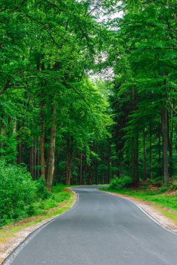 Yüzeyde güneş ışığı lekeleri ile yeşil orman alaçıkan bir yol