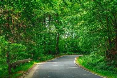 Yüzeyde güneş ışığı lekeleri ile orman anına giden boş bir yol