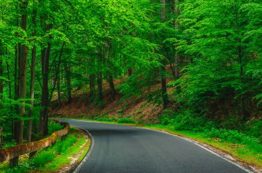 Yeşil ormandan geçen boş bir yol