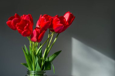 sabah güneş ışınlarının gri bir arka plan üzerinde kırmızı lale buketi