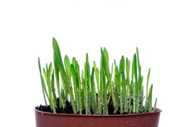 Yeşil çim beyaz arka plan üzerinde izole su damla ile. Kopya alanı